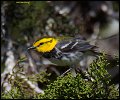 _3SB8463 golden-cheeked warbler